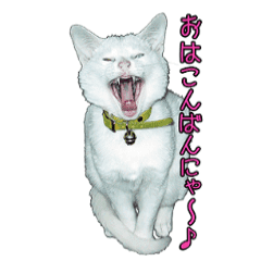 白猫たまちゃんの日常 Line スタンプ Line Store