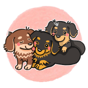 my sweet little dachshund babies