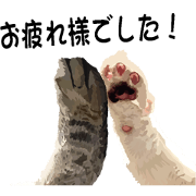 Hand of a cat