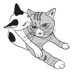 Chi & Polkadot cat