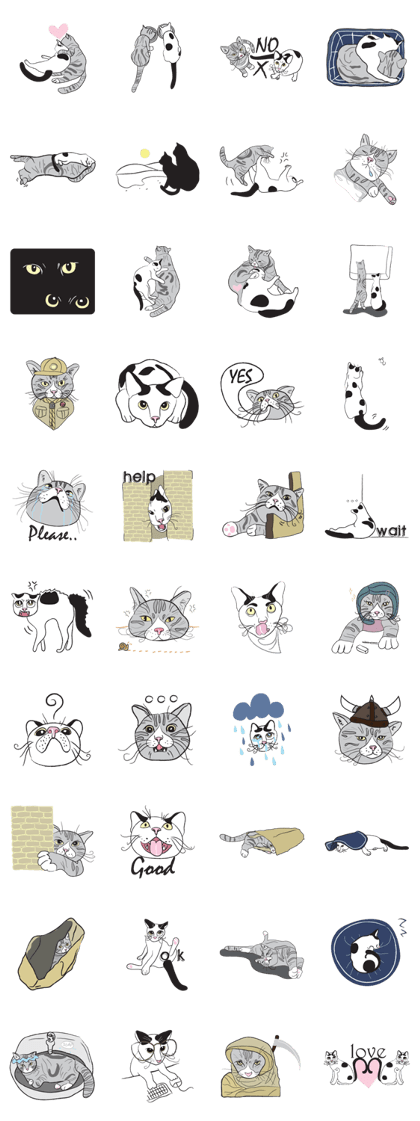 Chi & Polkadot cat
