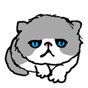 MY CRANKY CAT