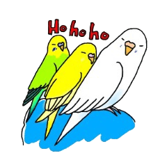 Love Birds!(Budgerigar! Parakeet!)