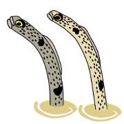 Garden eels