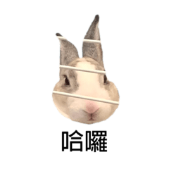 Taro rabbit daily – Stickers LINE | LINE STORE