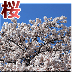 Cherry Blossoms is Sakura
