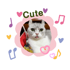 可愛的cat