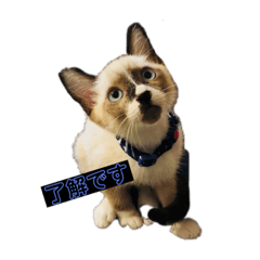 kurumi_20200215182133