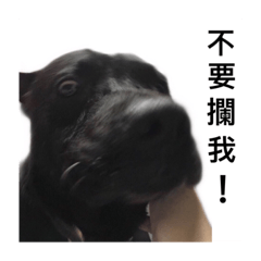 我是黑皮