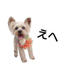 hikari_20200215203559