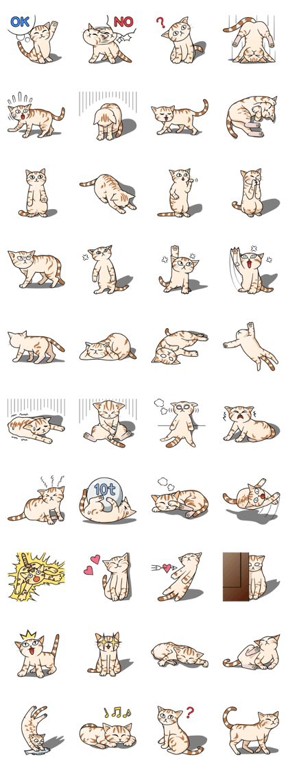 Manma cat (Amrcian Short, Cameo tabby)
