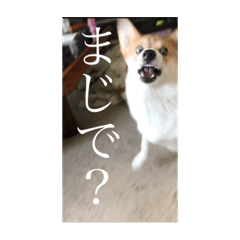 Koko_20200215220815