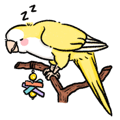 Tobao 和尚鸚鵡 ( 黃色 )