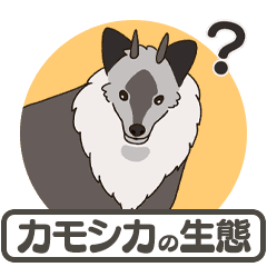 Japanese serow ecology