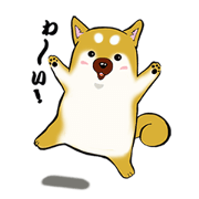 Shiba-Inu KOTAN