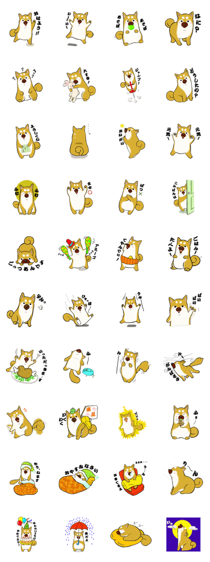 Shiba-Inu KOTAN