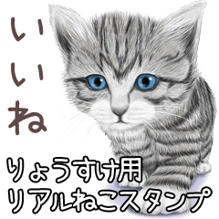 Ryousuke Real pretty cats