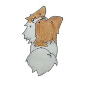 dog(papillon)