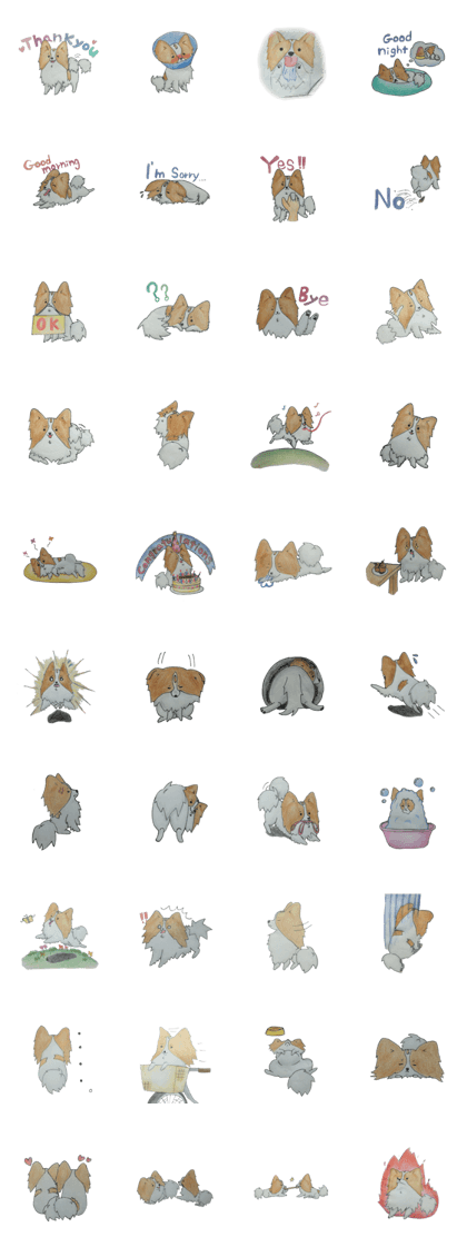 dog(papillon)