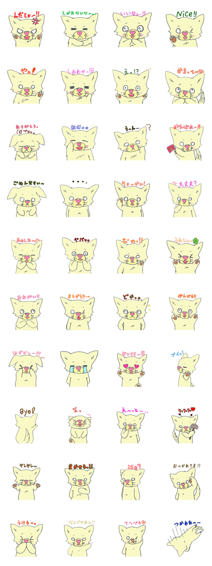 Chihuahua dog Anne choco P