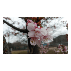 floral nose flower Kawazu cherry tree