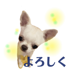 chihuahua  KINOKO_20200216002328
