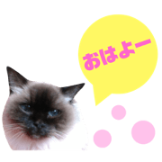 I am a 21 year old cat. Taffy.