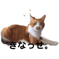 Kumamotian cat