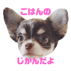 Chihuahua stamp flan