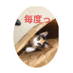 HAYATO_20200211175813