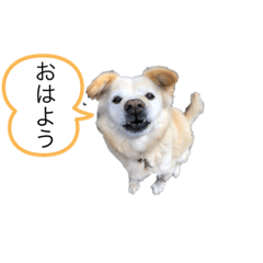 mymomodogs