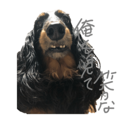 RINGO_20200216194431