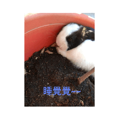 兔子真可愛
