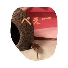 Suzu_20200216221741