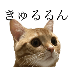saya_20200216231359