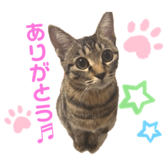 ひめちゃん 猫 キジトラ Lineクリエイターズスタンプ Stamplist ひめちゃん 猫 キジトラ Lineクリエイターズスタンプ Stamplist