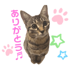 ひめちゃん 猫 キジトラ Lineクリエイターズスタンプ Stamplist