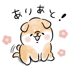 Shiba Inu Dog<Attention seeker>