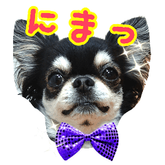 黒チワワの日常 Line スタンプ Line Store 黒チワワの日常 Line スタンプ Line Store