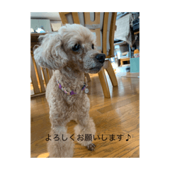 toraoto_20200217020534