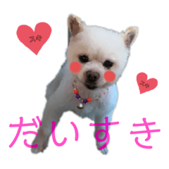 .うちのわんこ.