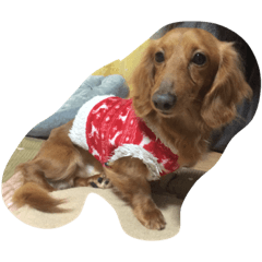 melon_20200217071304