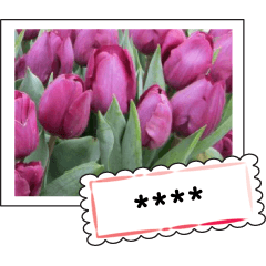 Flowers and greeting cards for you4