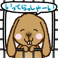 House sitting rabbit, kuu-chan
