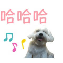 畢畢狗