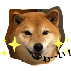 shiba dog KOKORO