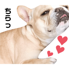 French bulldog_20200217142752