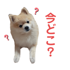 Pomeranian_pucchi
