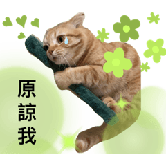 丹丹與他的小夥伴們