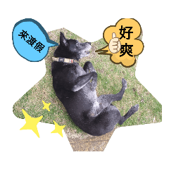 旺旺  黑皮 之香草星空日記  2